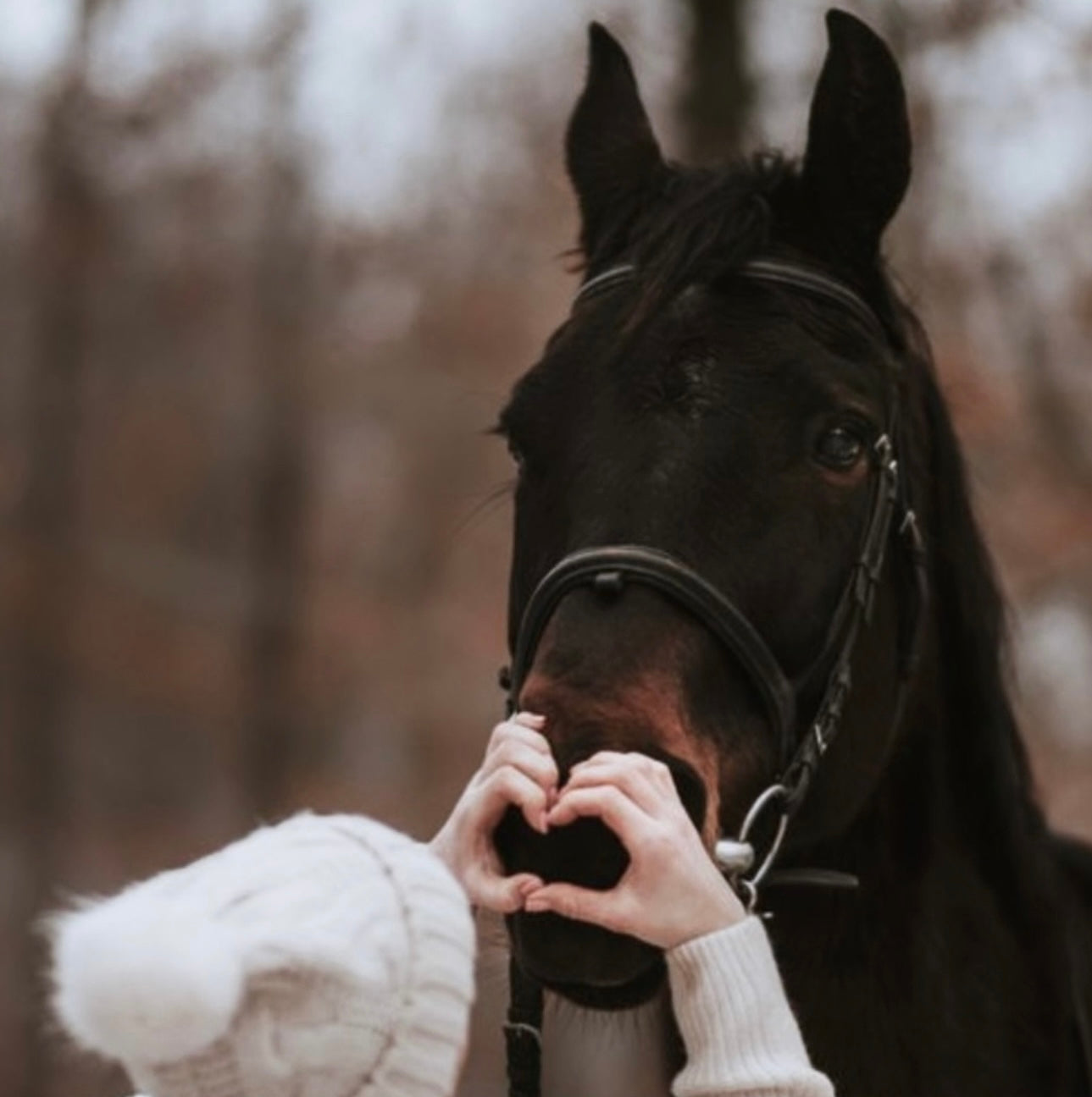 Our Why: A Global Vision for E1 Equestrian and Stellar Cheval That Inspires