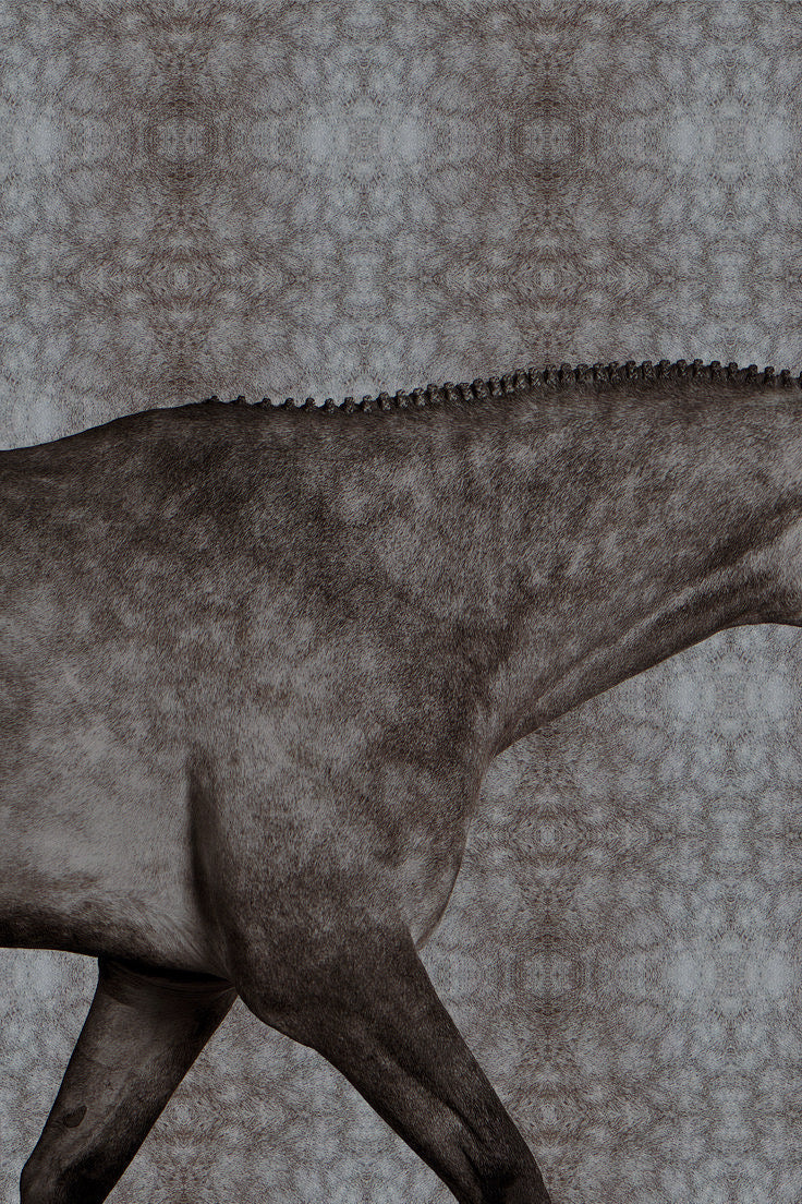 Not Just Content: Real-Life Equestrianism at E1 & Stellar Cheval