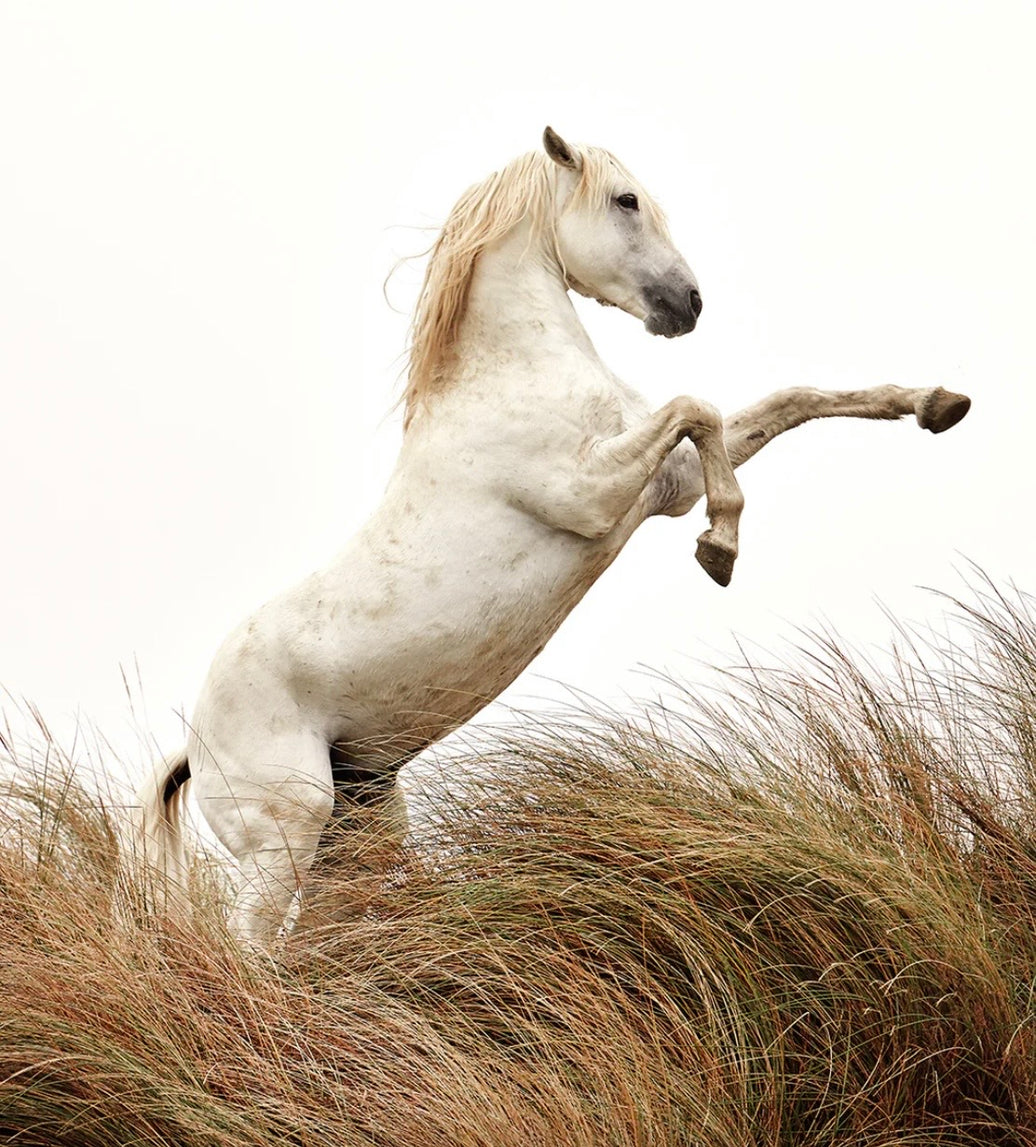 White horse rearing up in tall grass with a plain background